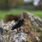 Blackbird