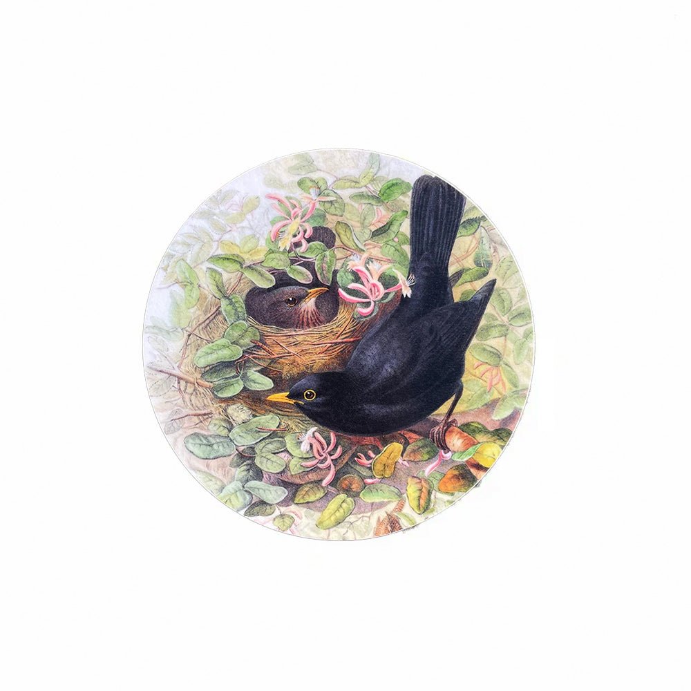 Blackbird Coaster