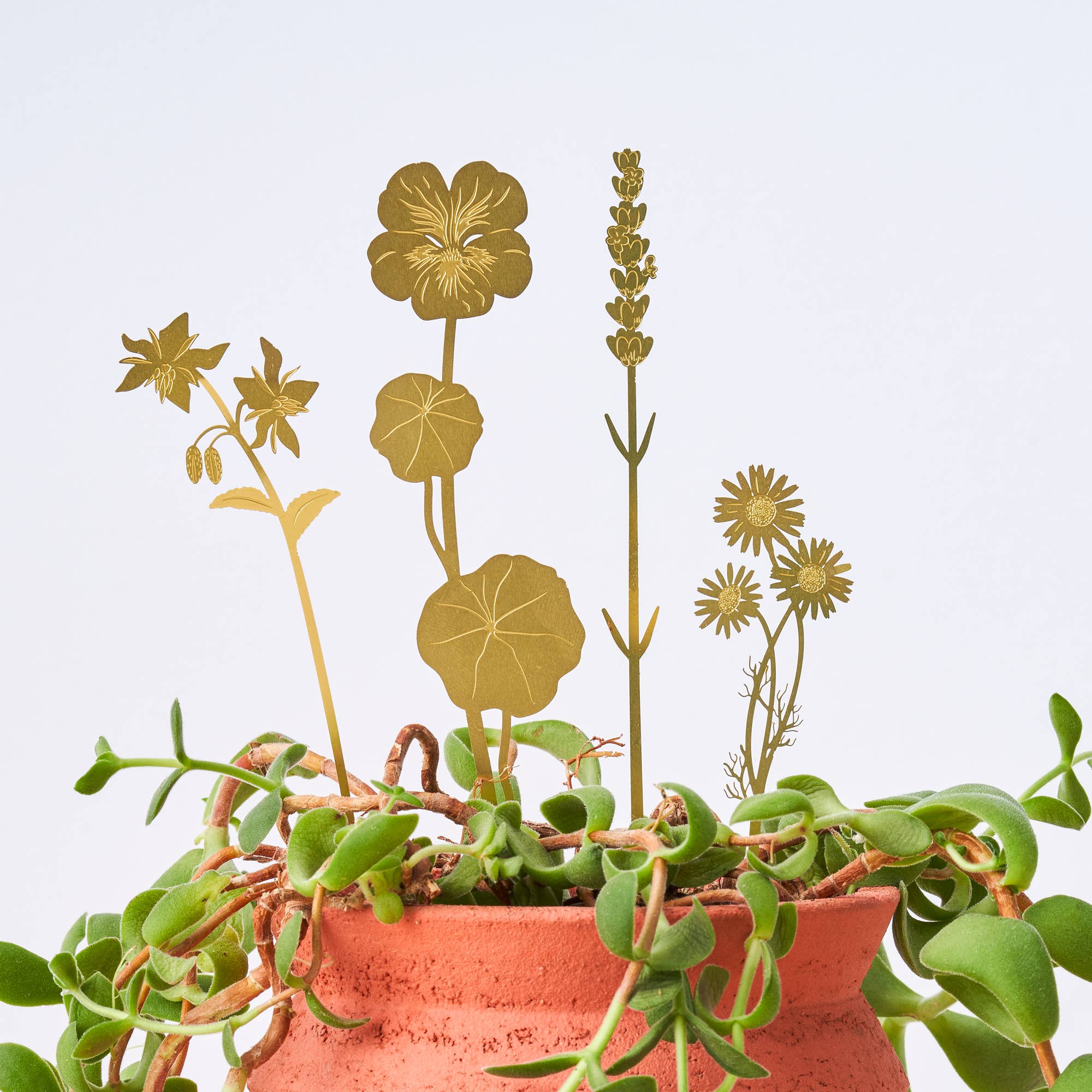 Brass Pot Stems, Herbs