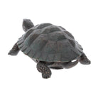 Garden Tortoise