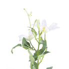 Clematis Baby Star Blanc