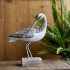 Curlew Preening