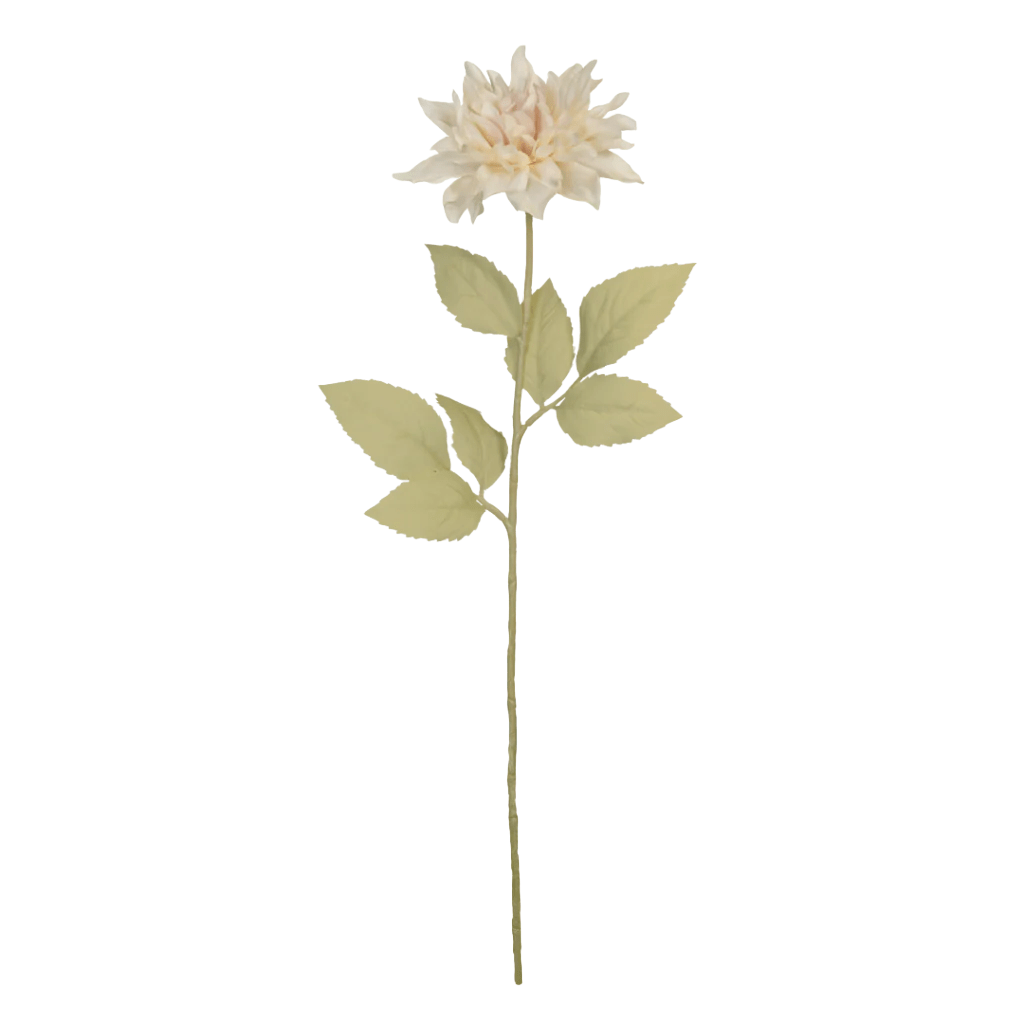 Dahlia Café Au Lait