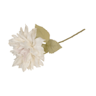 Dahlia Café Au Lait