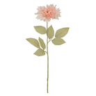 Dahlia Fairway Pilot
