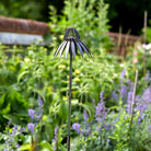 Echinacea on Stake