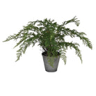 Fern Bush in Ceramic Pot