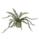 Fern in Khaki Ceramic Pot