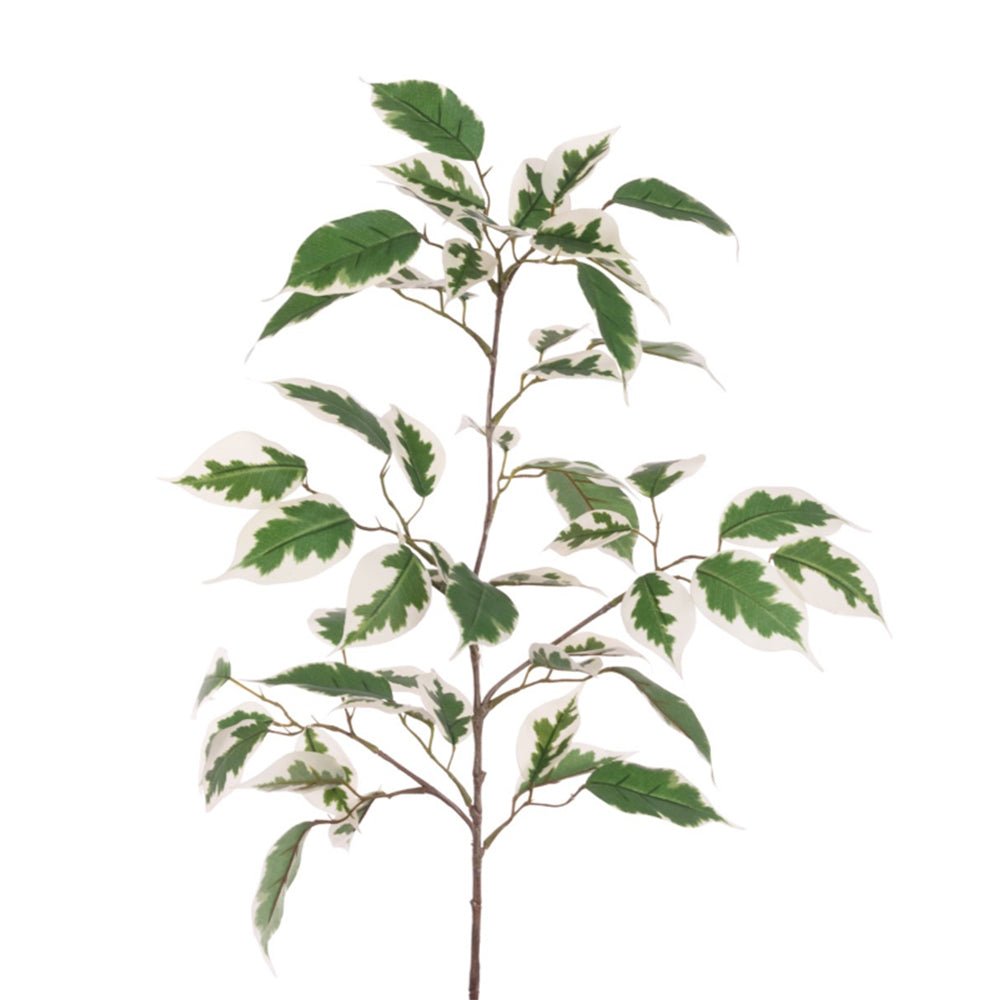 Ficus Leaf Spray