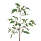 Ficus Leaf Spray