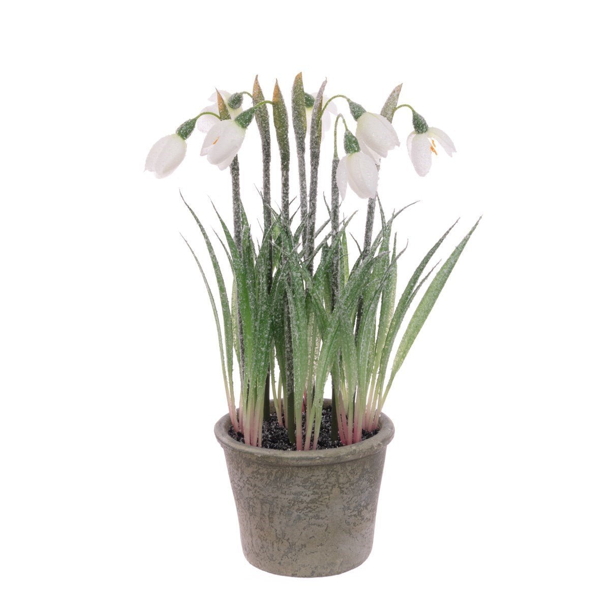 Frosted Snowdrops In Pot - Angela Reed - Christmas Decorations