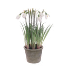 Frosted Snowdrops In Pot - Angela Reed - Christmas Decorations