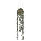 Hanging Senecio in a Pot