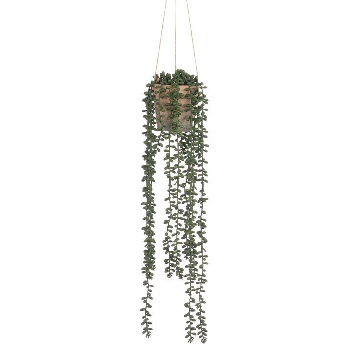 Hanging Senecio in a Pot