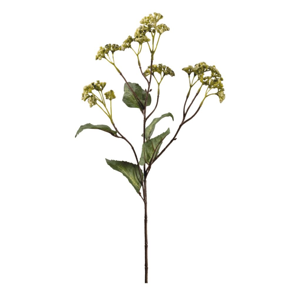 Hedera Helix Vert