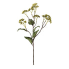 Hedera Helix Vert