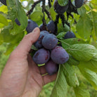 Hedgerow Harvest Jam