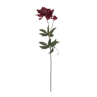 Hellebore Black Swan