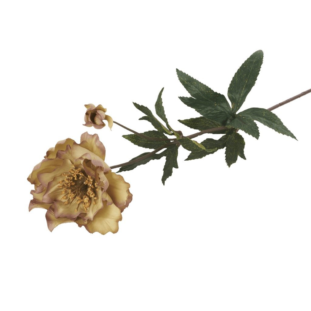 Hellebore Merlin