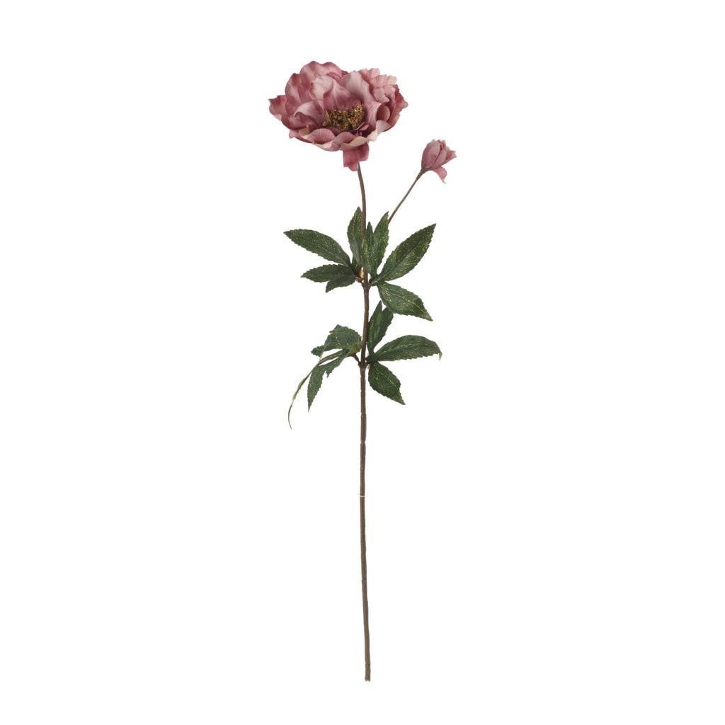 Hellebore Ruby