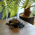 Large Frog - A