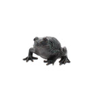 Large Frog - A