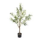 Olive Tree in Pot, 120cm - Angela Reed -