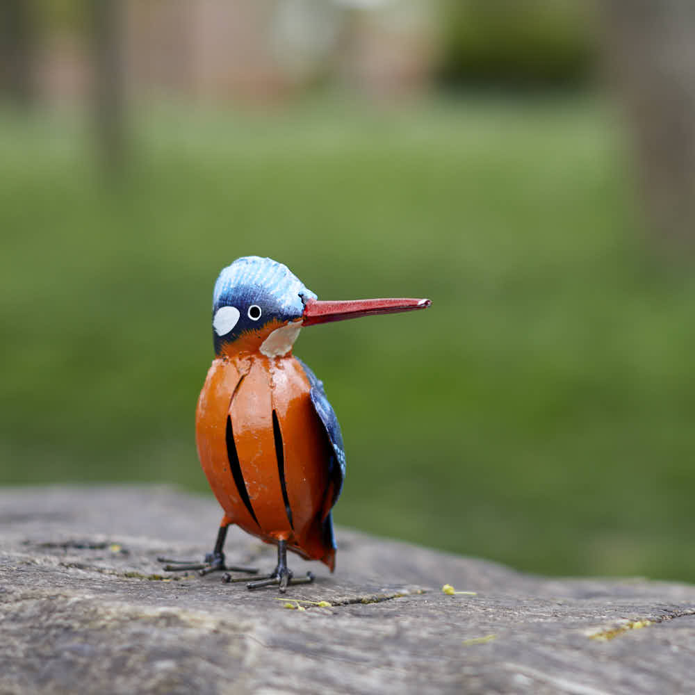 Painted Kingfisher