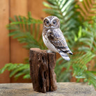 Perched Owl