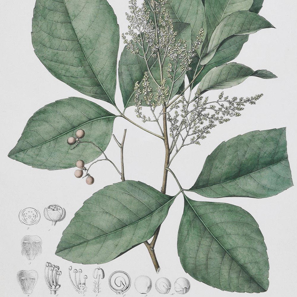 Perennial Herbs Wall Art, Assorted Designs