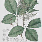 Perennial Herbs Wall Art, Assorted Designs