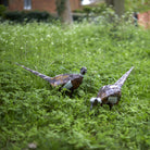 Pheasant Recycled Metal Sculpture