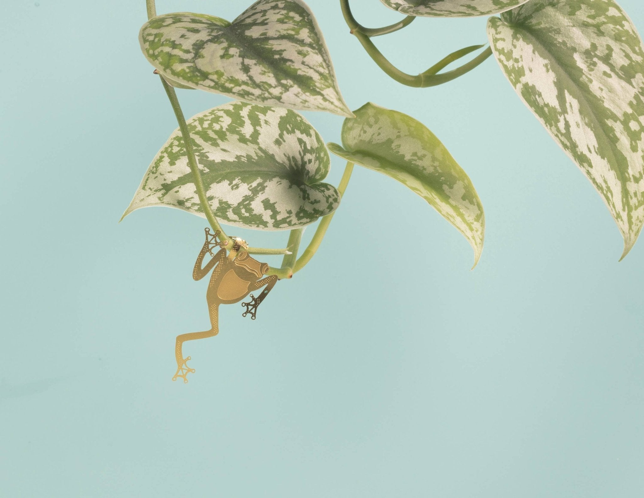Plant Animal - Tree Frog, Unique House Plant Gift