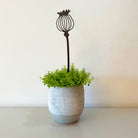 Poppy Seedhead Pot Stem