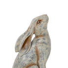 Stargazing Hare