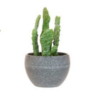 Succulents in a Grey Pot, Assorted