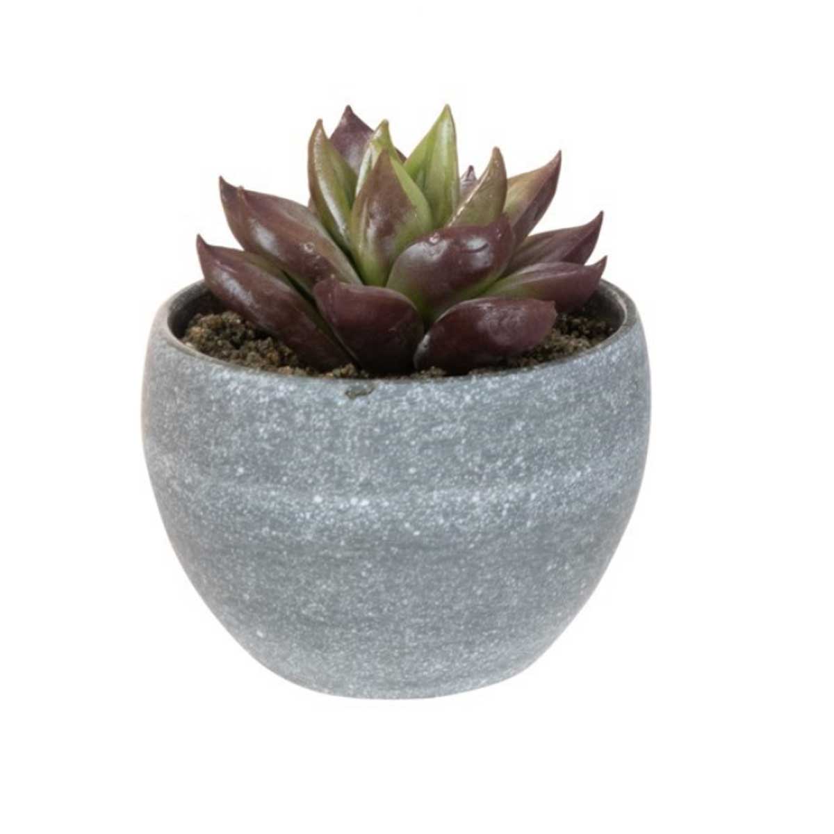 grey succulents Succulents in a Grey Pot, Assorted – Angela Reed