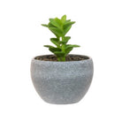 Succulents in a Grey Pot, Assorted