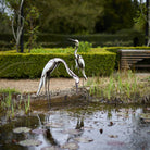 White Egret