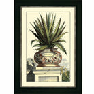 Antique Aloe I