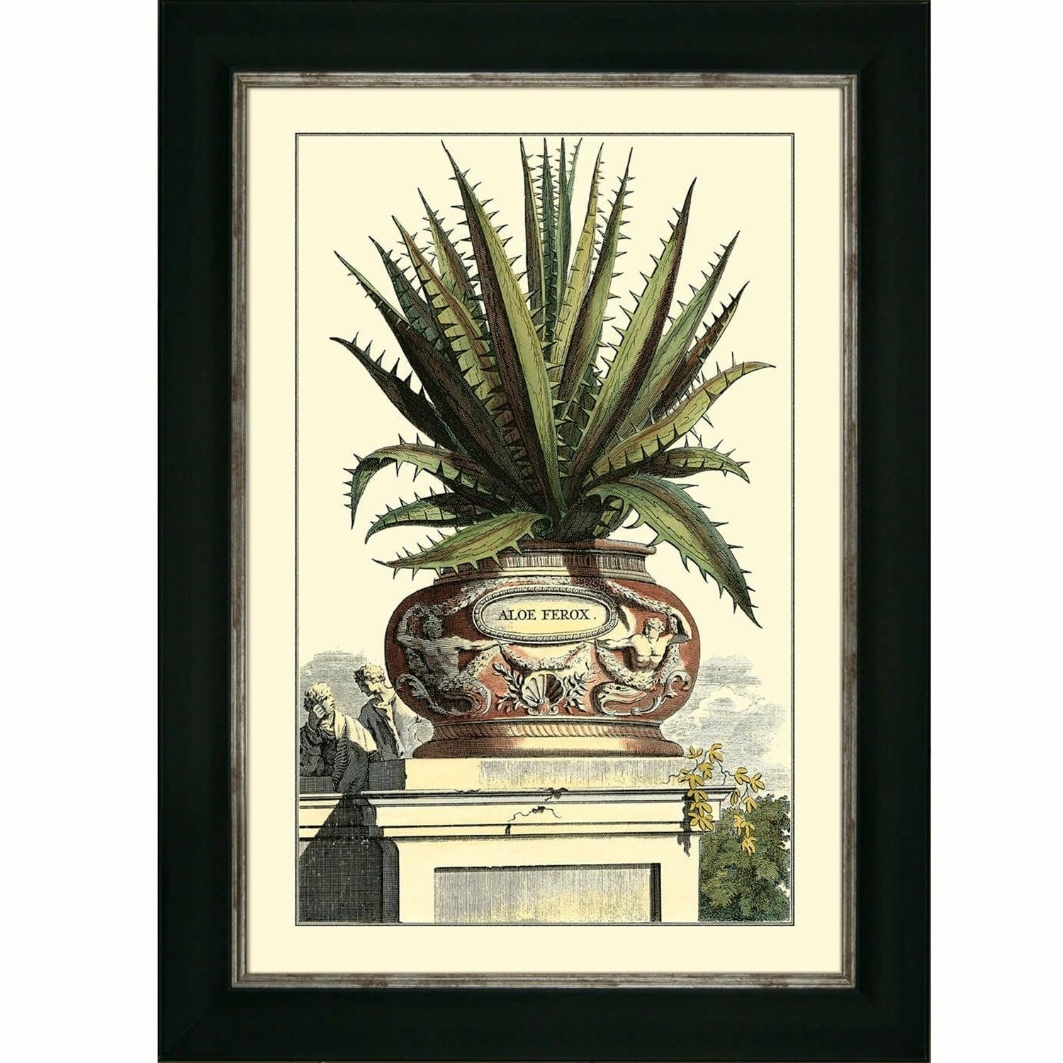 Antique Aloe I