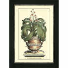 Antique Aloe II