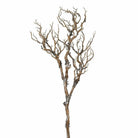 Branch with Moss