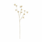 Cotton Pod, Bleached