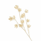 Cotton Pod, Bleached