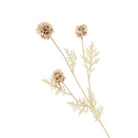 Echinops Bleached