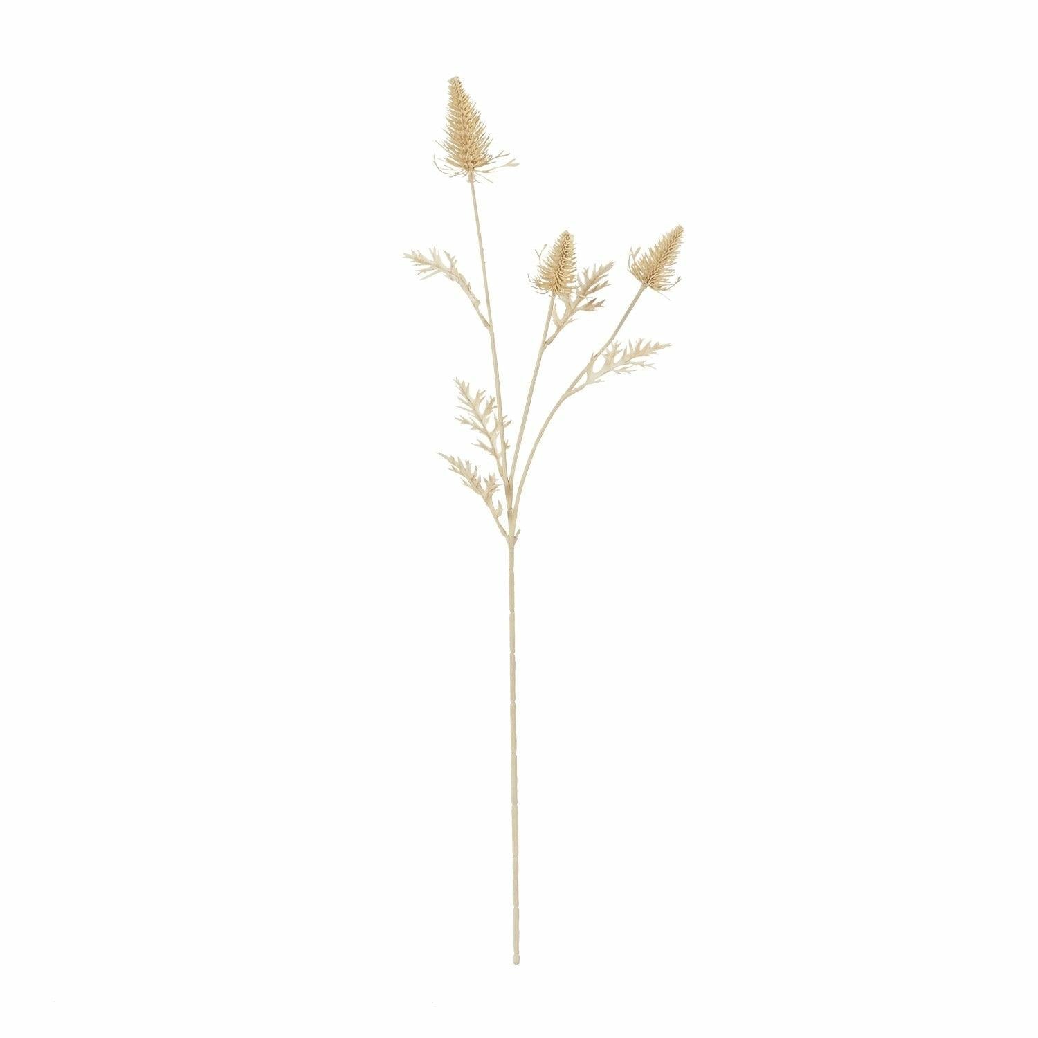 Eryngium, Bleached