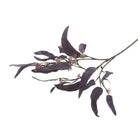 Eucalyptus Nicolii Plum