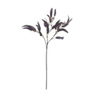 Eucalyptus Nicolii Plum