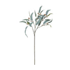 Eucalyptus Nicolii, Sage